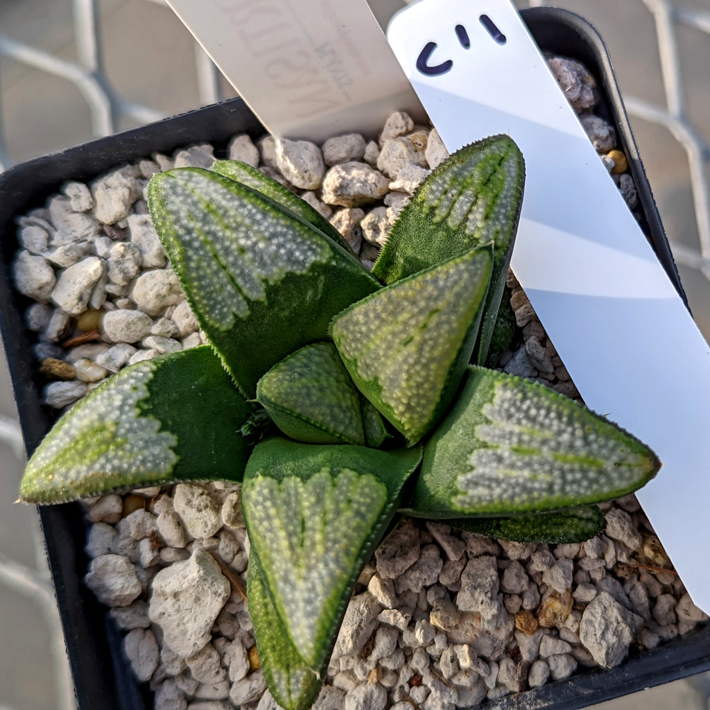 Haworthia  groenewaldii hybrid series PP513  #C11 SOLD OUT