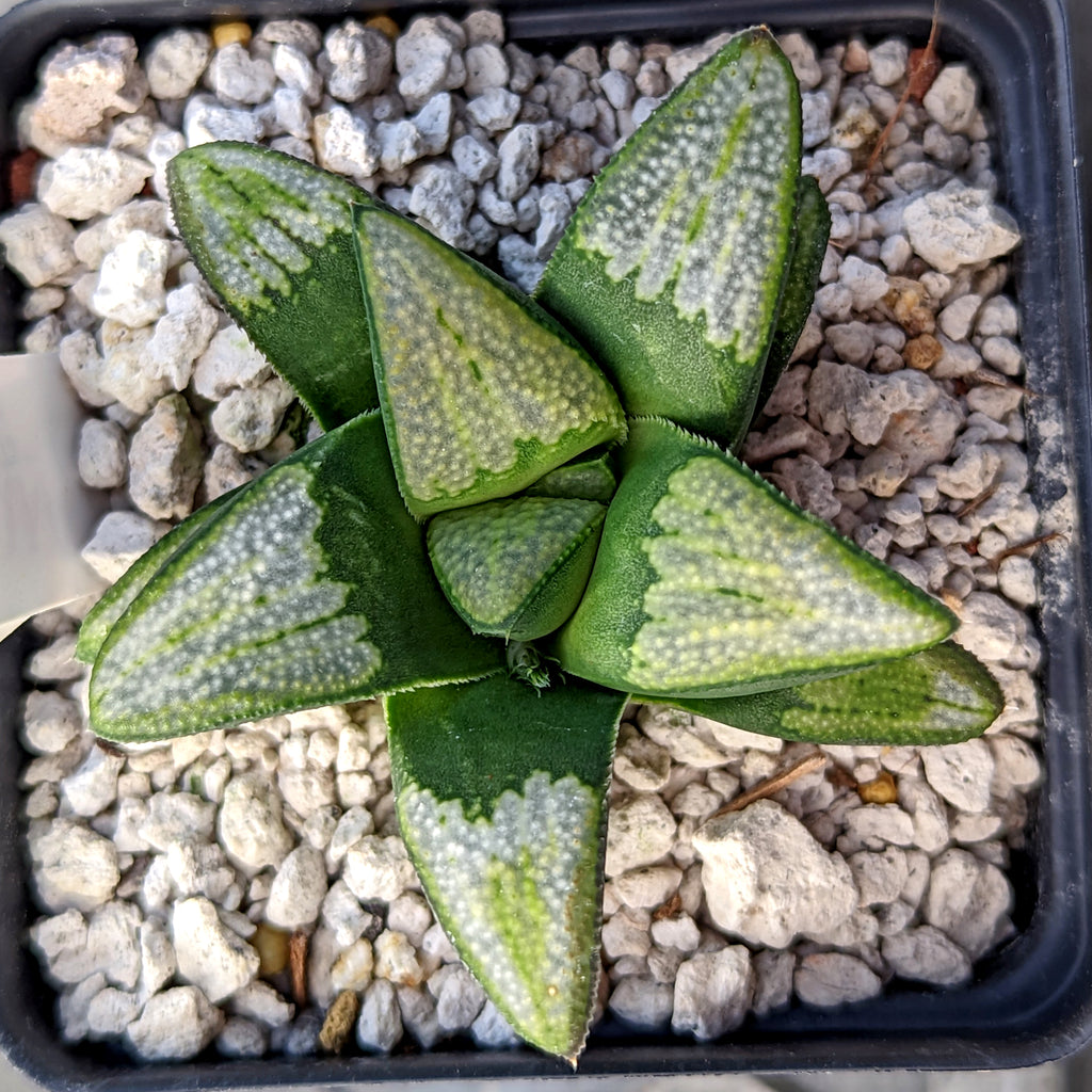Haworthia  groenewaldii hybrid series PP513  #C11 SOLD OUT