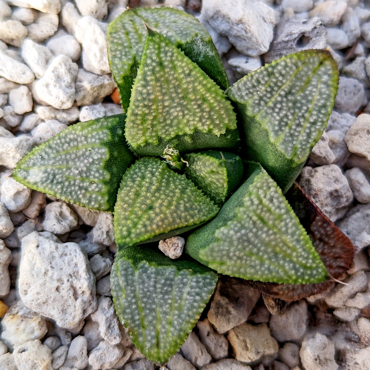 Haworthia  groenewaldii hybrid series PP513  #C2 SOLD OUT