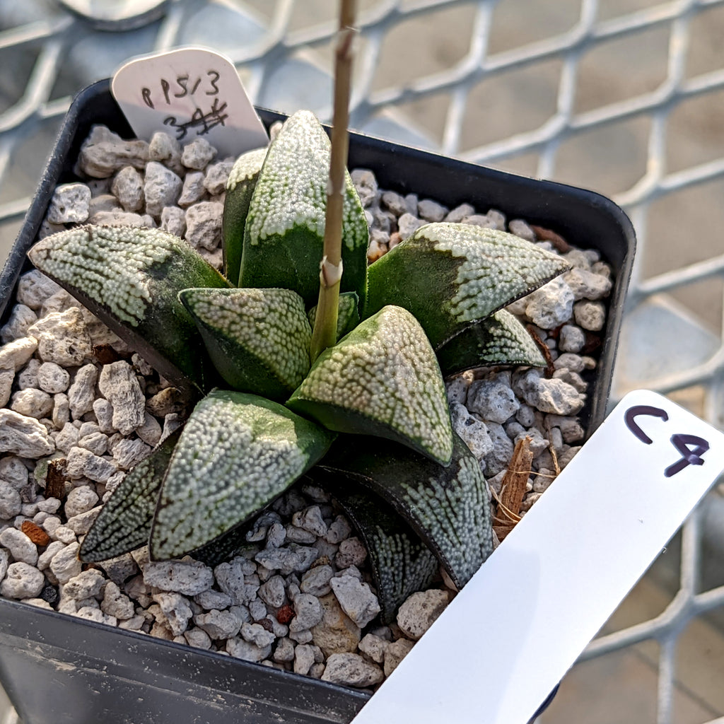 Haworthia  groenewaldii hybrid series PP513  #C4 SOLD OUT