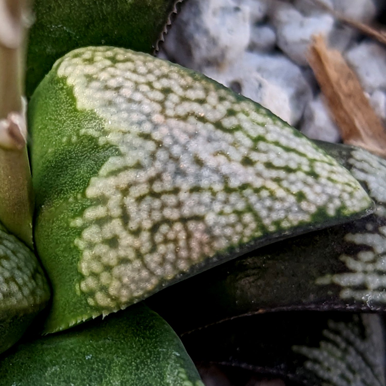 Haworthia  groenewaldii hybrid series PP513  #C4 SOLD OUT