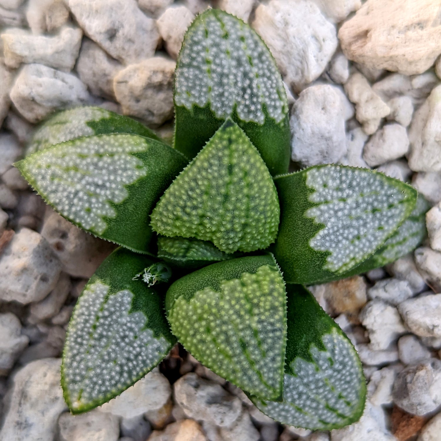 Haworthia  groenewaldii hybrid series PP513  #C6 SOLD OUT
