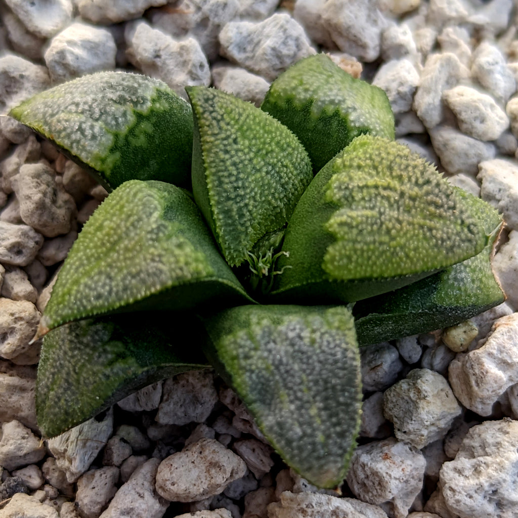 Haworthia  groenewaldii hybrid series PP513  #C9 SOLD OUT