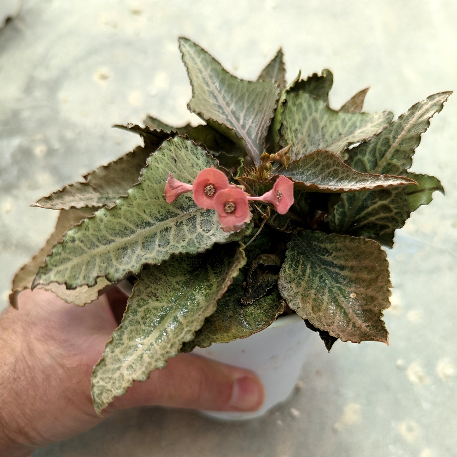 Euphorbia francoisii #E1 SOLD OUT