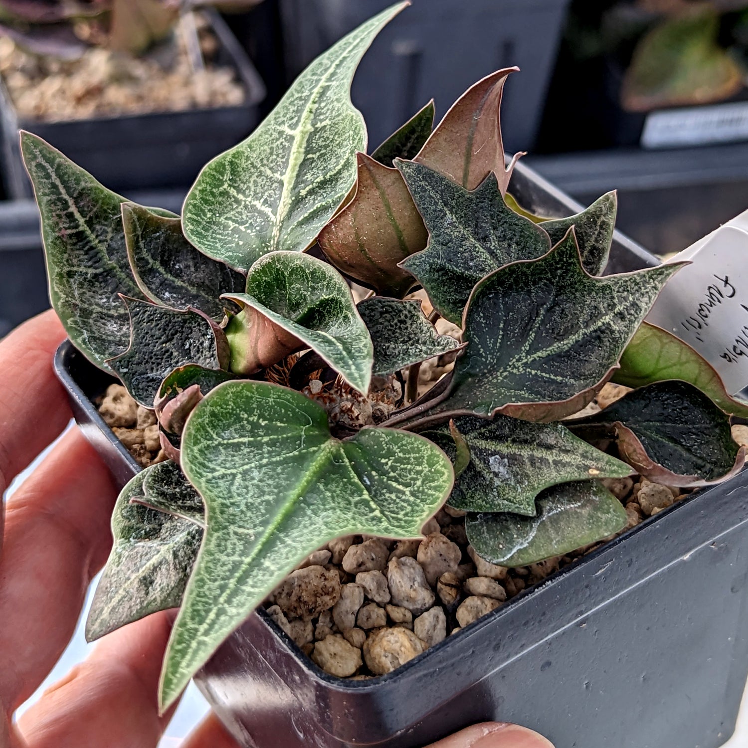 Euphorbia francoisii #13 SOLD OUT