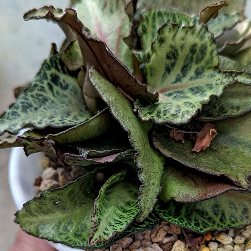 Euphorbia francoisii #E2 SOLD OUT