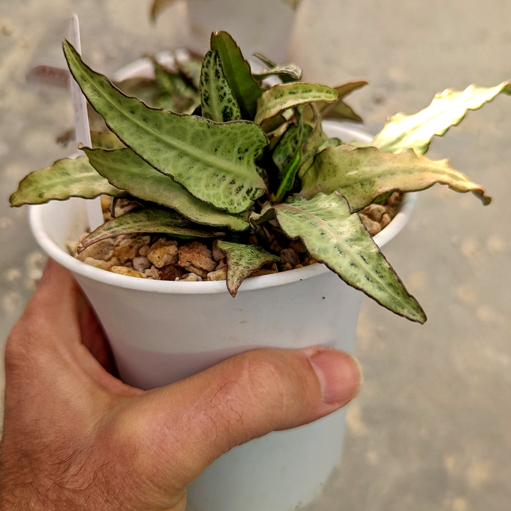 Euphorbia francoisii #E3 SOLD OUT
