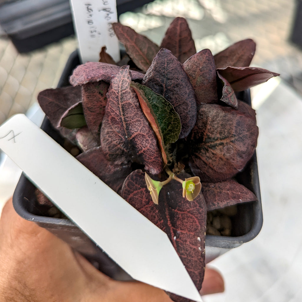 Euphorbia francoisii #7 SOLD OUT