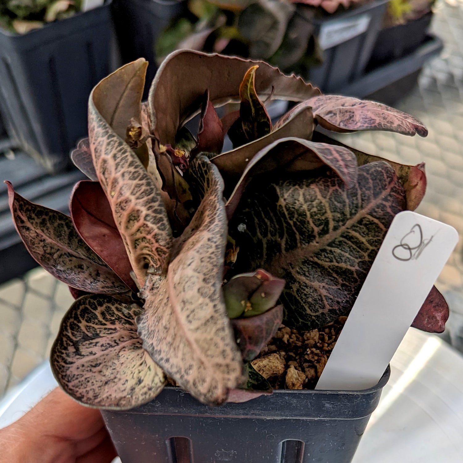 Euphorbia francoisii #8 SOLD OUT