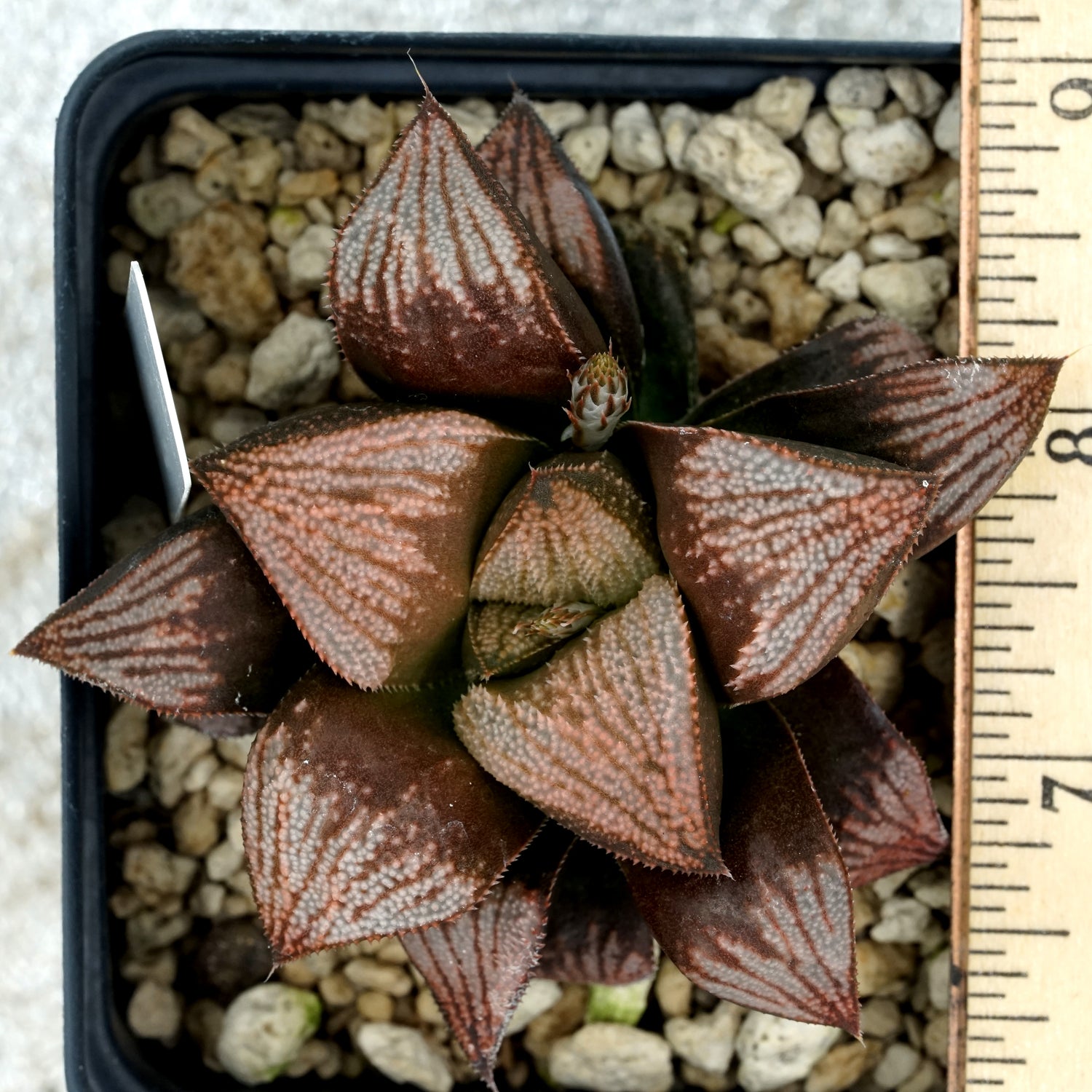 Haworthia "Kouka" well rooted large TC plants