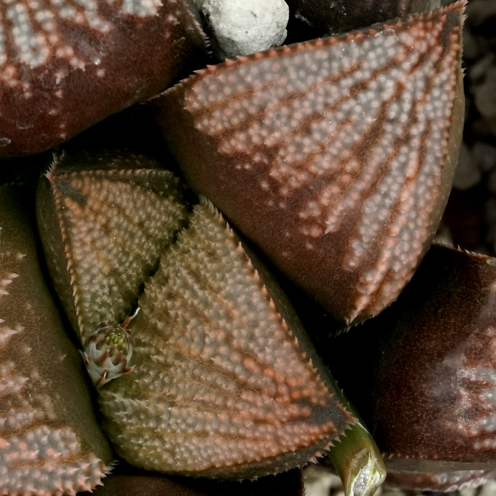 Haworthia "Kouka" well rooted large TC plants