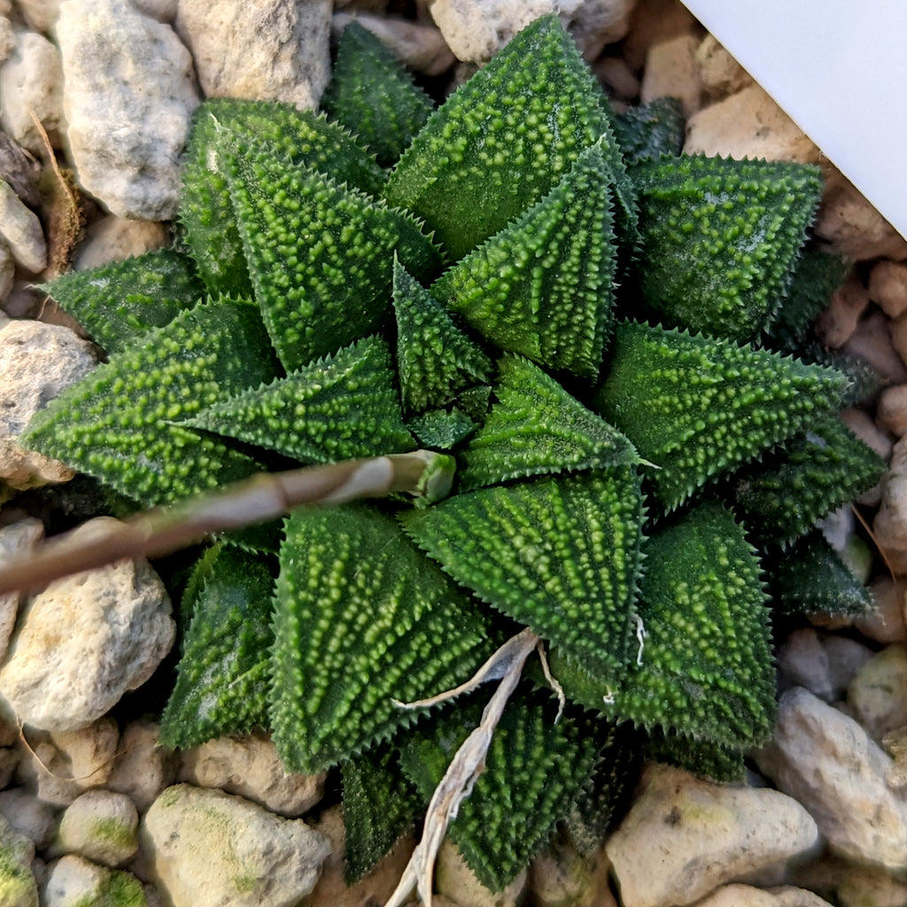 Haworthia parksiana hybrid series PP302 #P1  SOLD OUT