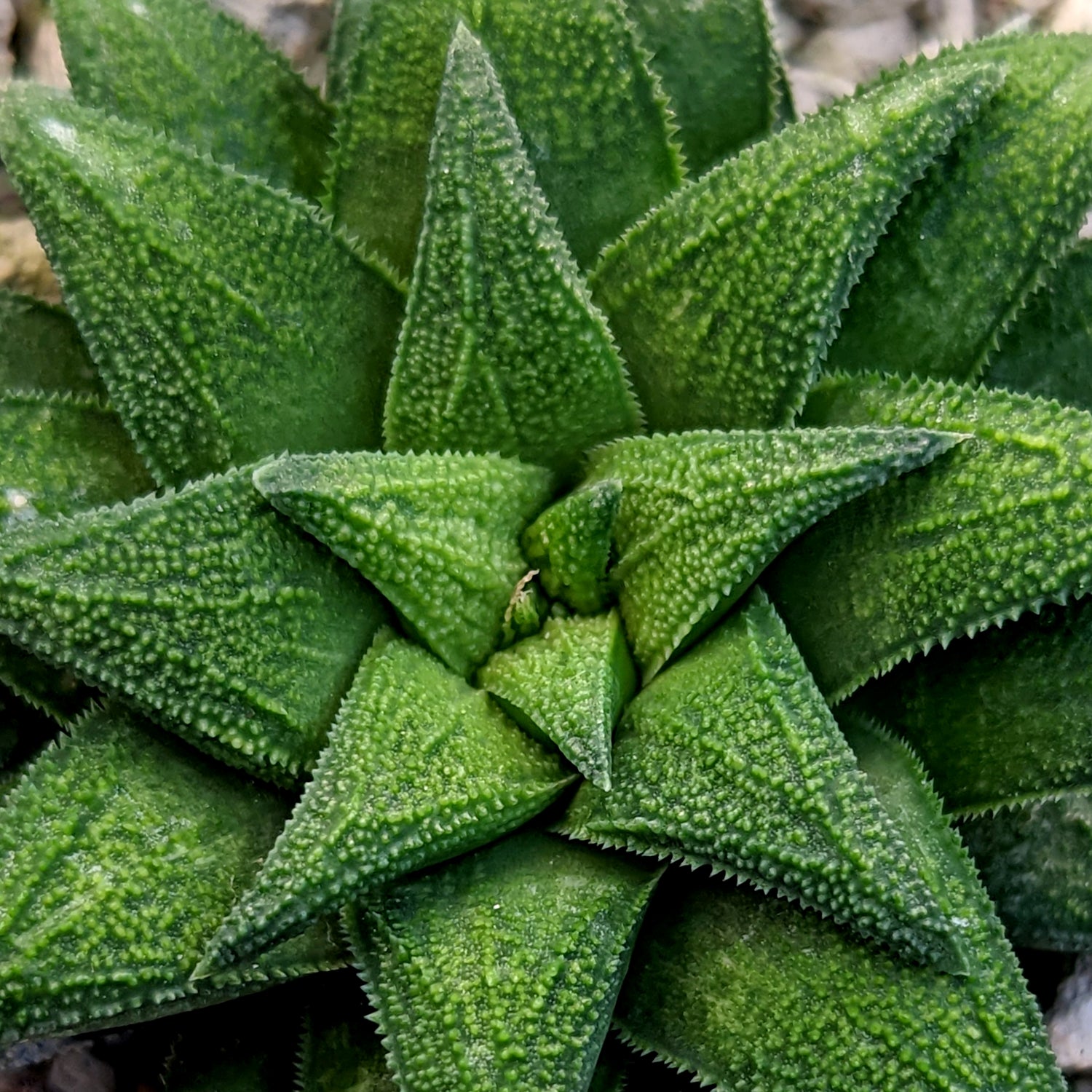 Haworthia parksiana hybrid series PP302 #P2  SOLD OUT