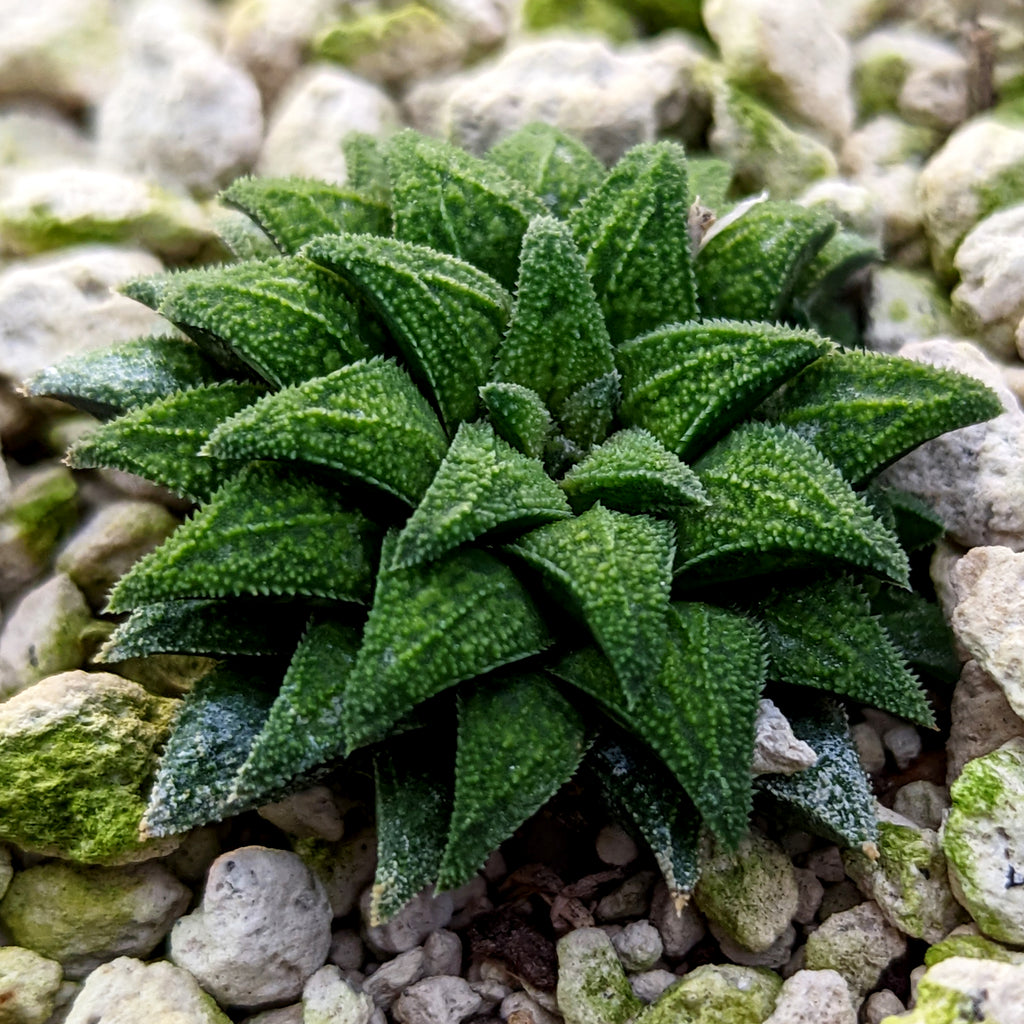 Haworthia parksiana hybrid series PP302 #P3  SOLD OUT