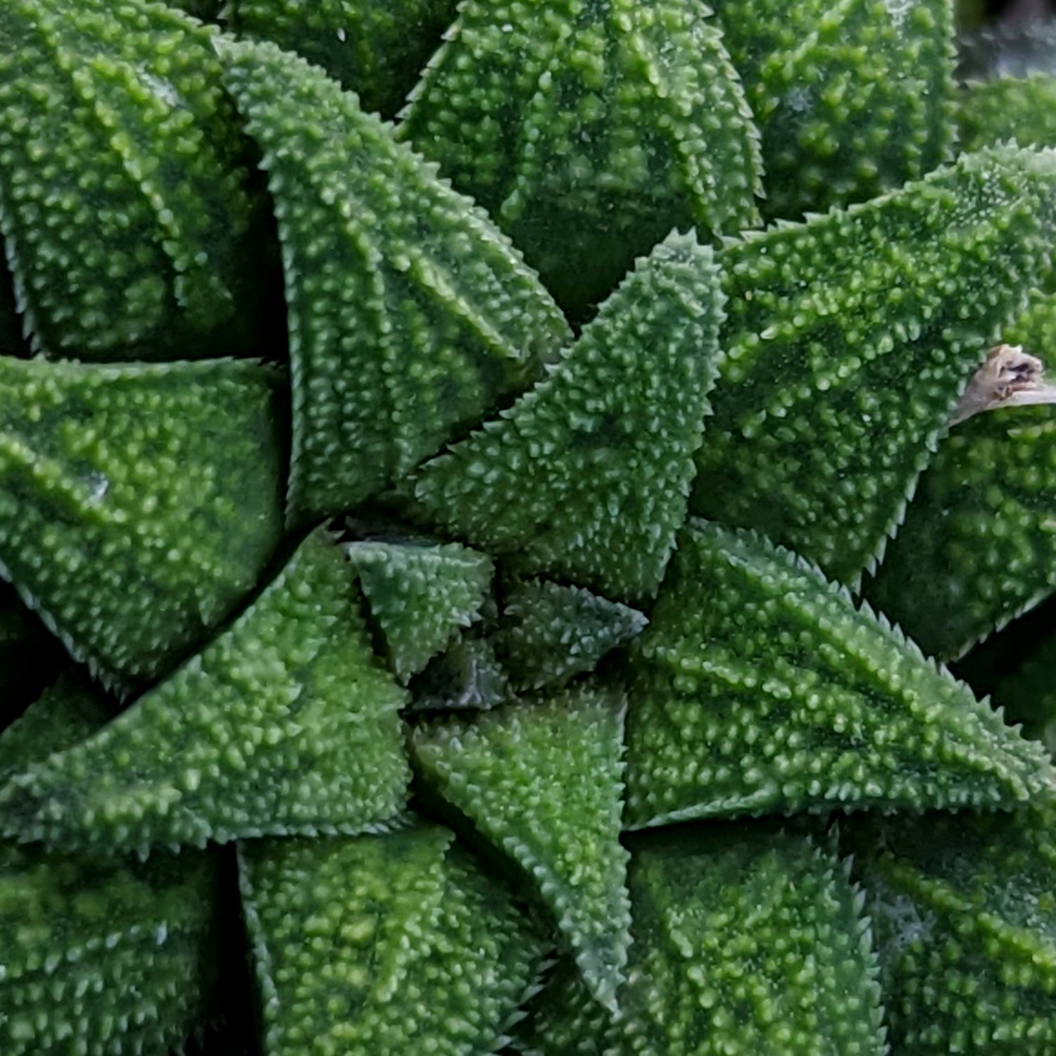 Haworthia parksiana hybrid series PP302 #P3  SOLD OUT