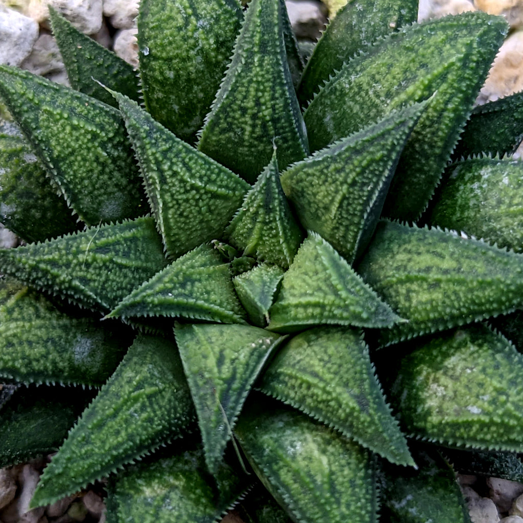 Haworthia parksiana hybrid series PP302 #P4  SOLD OUT