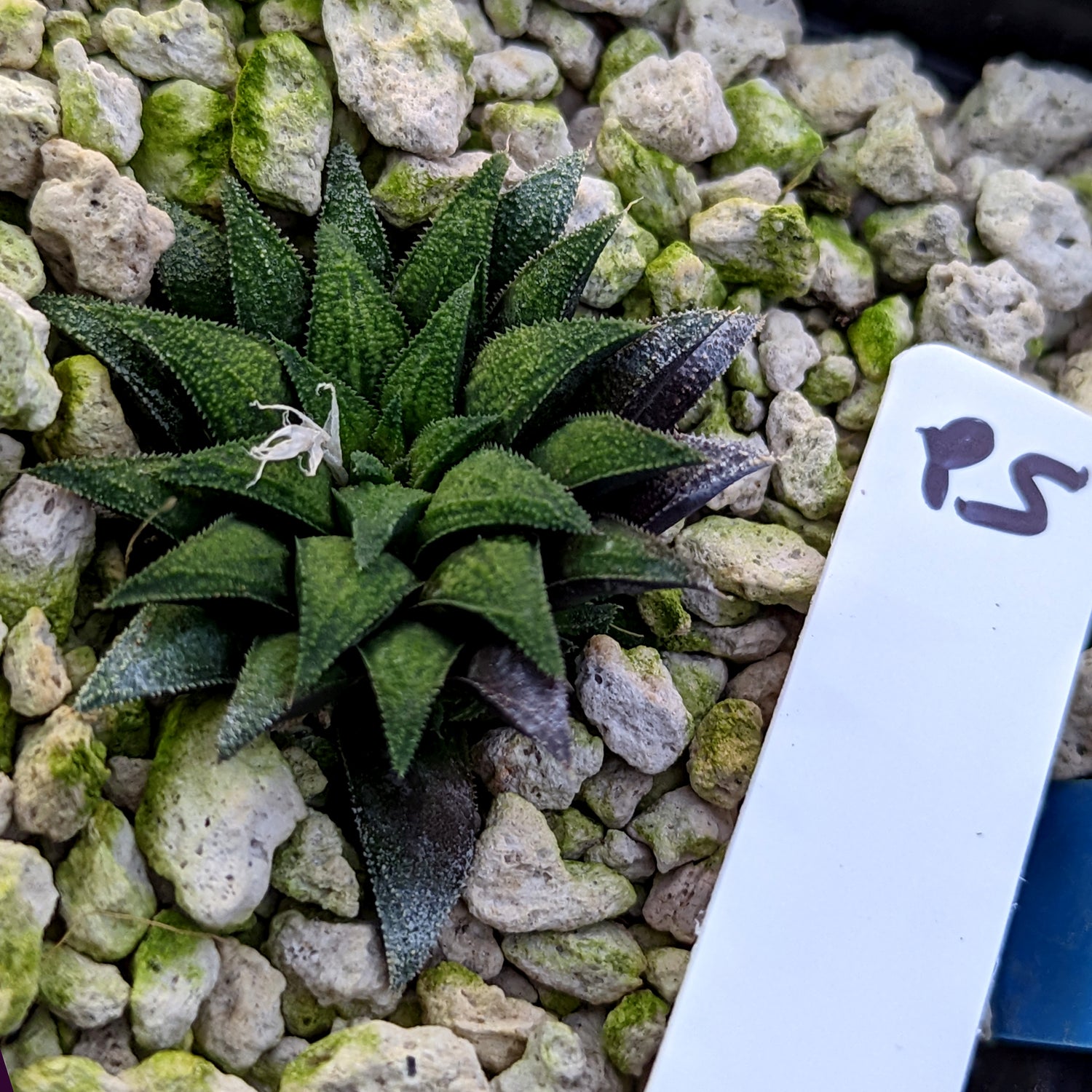 Haworthia parksiana hybrid series PP302 #P5  SOLD OUT