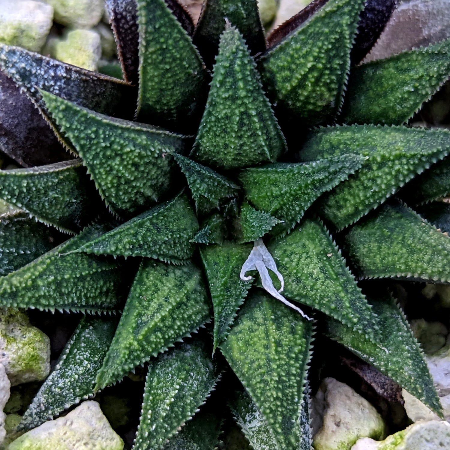 Haworthia parksiana hybrid series PP302 #P5  SOLD OUT