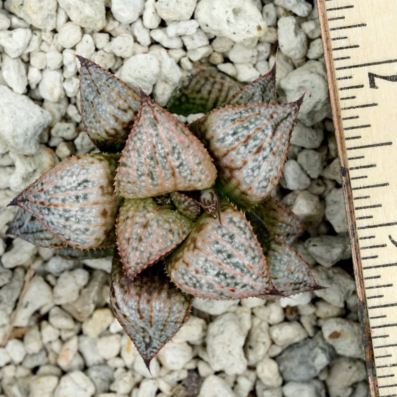 Haworthia "Scarlet Begonias" PP75 series SOLD OUT