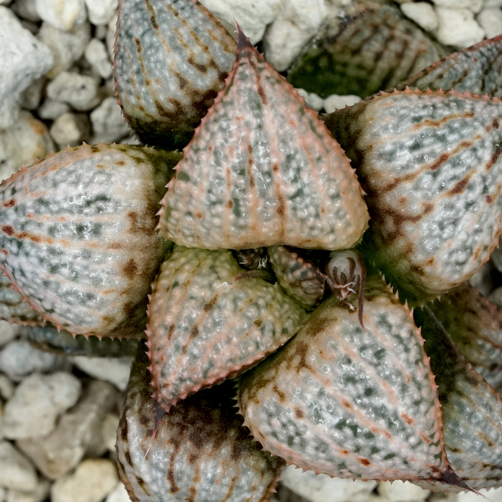 Haworthia "Scarlet Begonias" PP75 series SOLD OUT