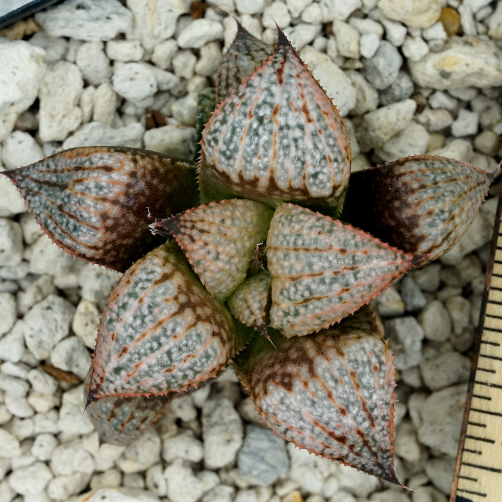 Haworthia "Scarlet Begonias" PP75 series SOLD OUT