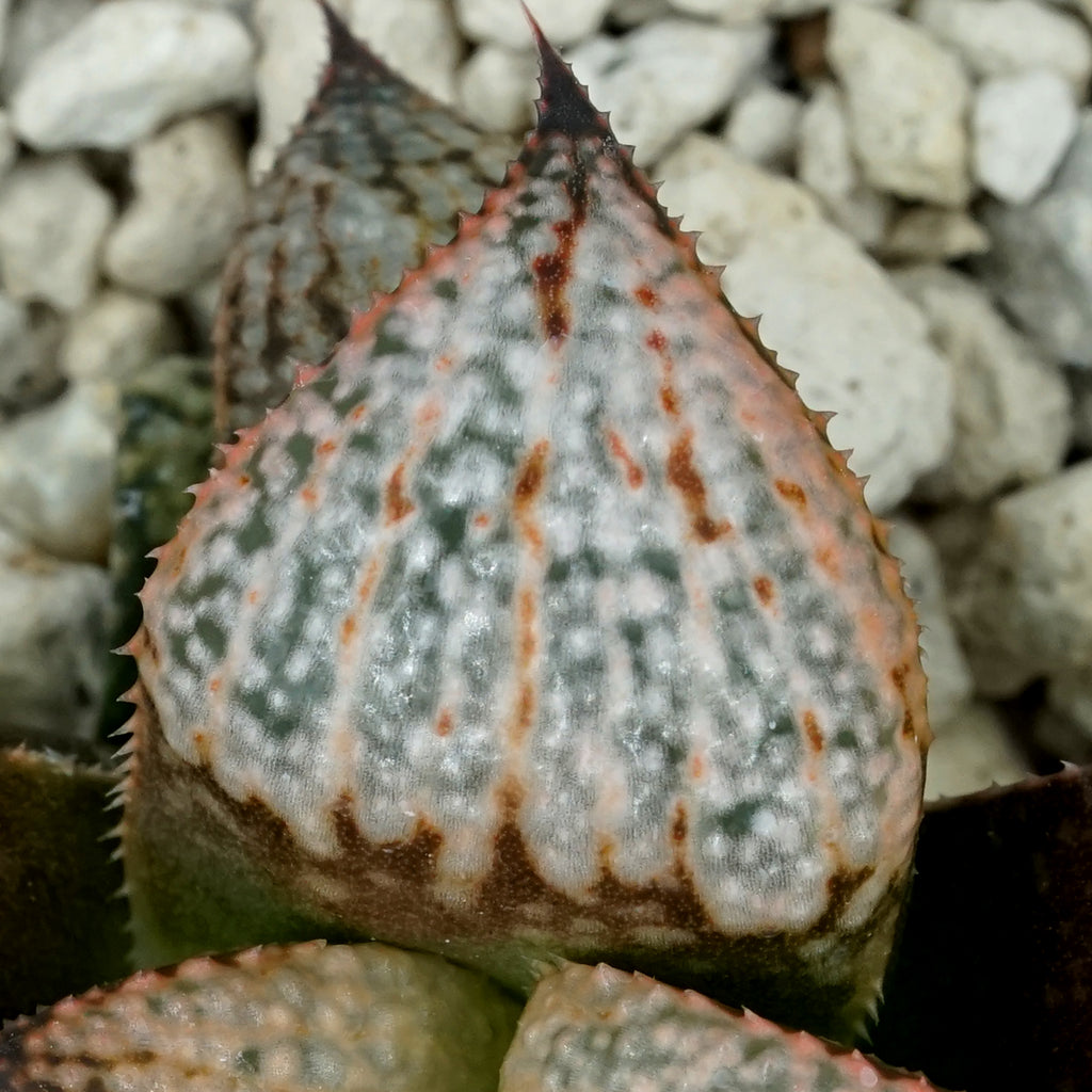 Haworthia "Scarlet Begonias" PP75 series SOLD OUT