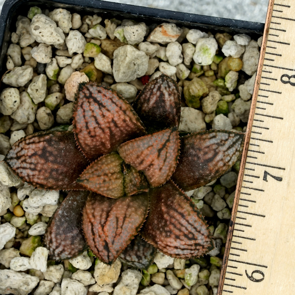 Haworthia "Spectacle" well rooted large TC plants